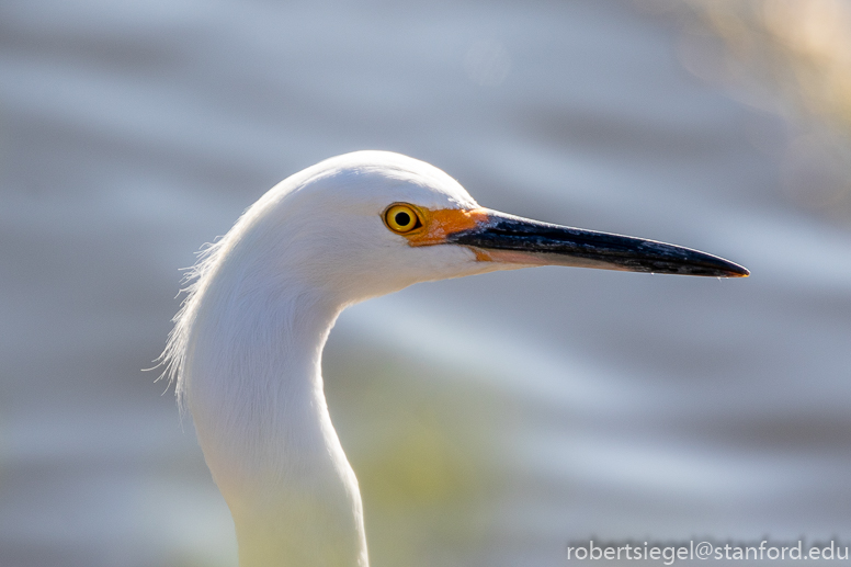 emily renzel wetlands